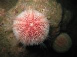 Sea urchin - Polly Whyte - earthinfocus